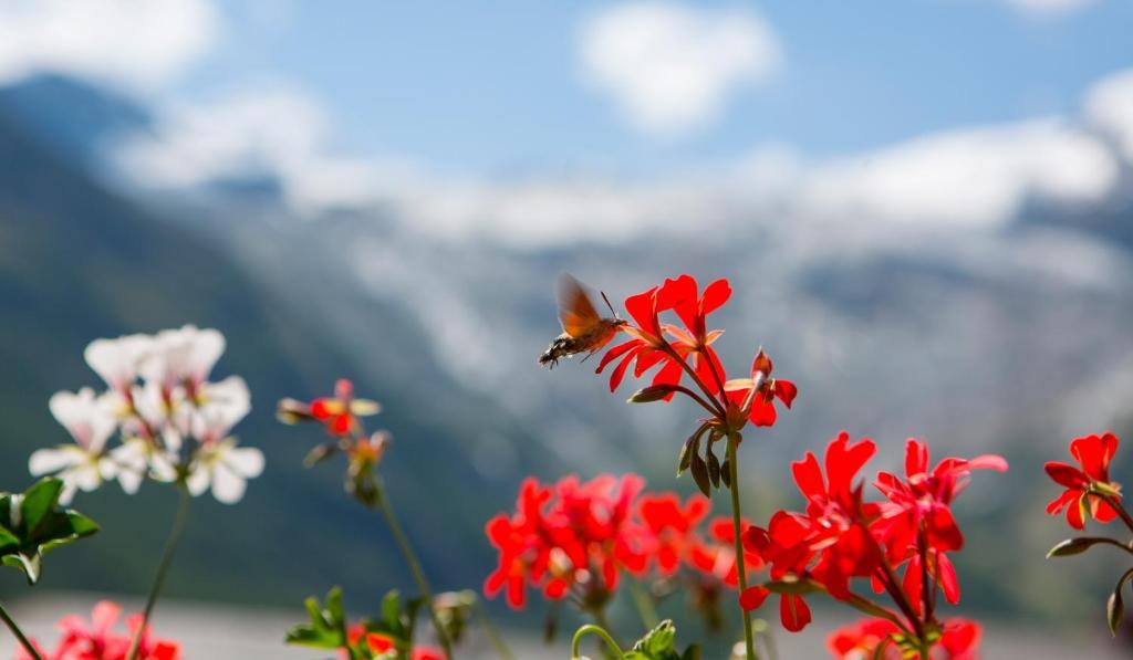 Artemis Easy Stay Self Check In-Out Saas-Fee Cameră foto